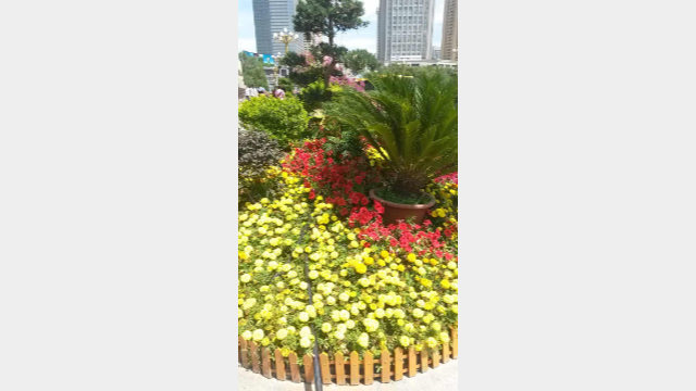 烏魯木齊市中心花壇裡的紅色和黃色花卉象徵愛國(2018年) 烏魯木齊市中心花壇裡的紅色和黃色花卉象徵愛國(2018年)