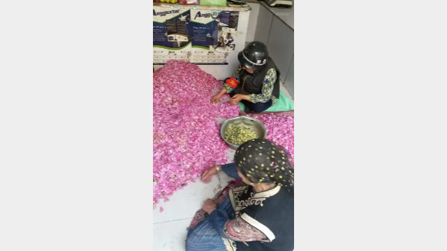 和田分揀玫瑰花瓣的女工頭戴鋼盔,身穿防彈背心並佩戴紅袖章(2018年夏天)。近來,唯有老年婦女被允許戴頭巾 和田分揀玫瑰花瓣的女工頭戴鋼盔,身穿防彈背心並佩戴紅袖章(2018年夏天)。近來,唯有老年婦女被允許戴頭巾