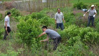 不認糧食危機卻下令五年內只種糧　中共強砍樹逼農民種糧食